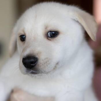 Corduroy -  Anatolian Shepherd and Australian Cattle Dog Blue Heeler Dog for Adoption in Pflugerville, Texas - Corduroy | PetCurious