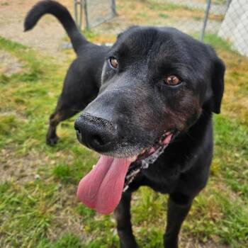 Mixed Breed Dogs Available for Adoption in Spokane, Washington - Joey | PetCurious