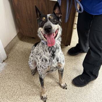 Rescue Mixed Breed Dogs for Adoption in Medford, Oregon - Pepper | PetCurious