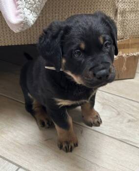 Rescue Rottweiler Dogs for Adoption in Mesa, Arizona - Peaches | PetCurious