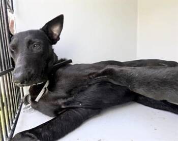 A657984 -  Doberman Pinscher and German Shepherd Dog Dog for Adoption in Houston, Texas - A657984 | PetCurious