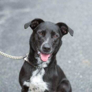JoJo -  Mixed Breed Dog for Adoption in Chester Springs, Pennsylvania - JoJo | PetCurious