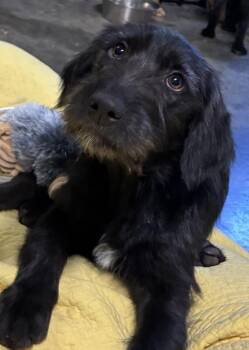 Labrador Retriever and Wire Fox Terrier Dogs Available for Adoption in Broomfield, Colorado - Corbetterant / | PetCurious