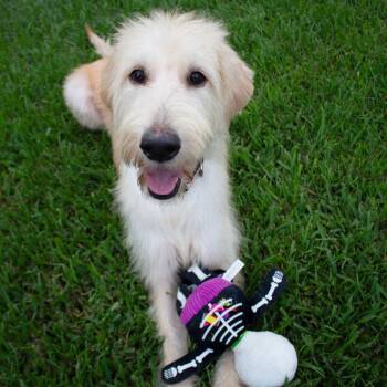 Goldie -  Labrador Retriever and Poodle Dog for Adoption in Bloomfield, Connecticut - Goldie | PetCurious