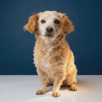 Marley -  Cocker Spaniel and Poodle Dog for Adoption in San Diego, California - Marley | PetCurious