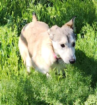 Husky Dogs Available for Adoption in Libby, Montana - Timber  | PetCurious