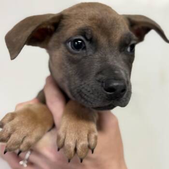 Boston Rob -  Mixed Breed Dog for Adoption in Columbia, South Carolina - Boston Rob | PetCurious