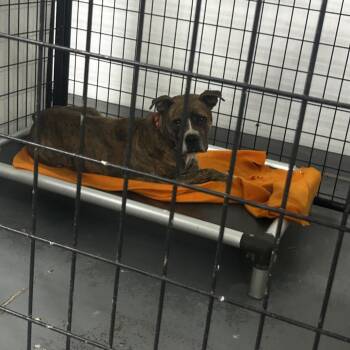 Dazzi -  Terrier and Mixed Breed Dog for Adoption in St. Louis, Missouri - Dazzi | PetCurious