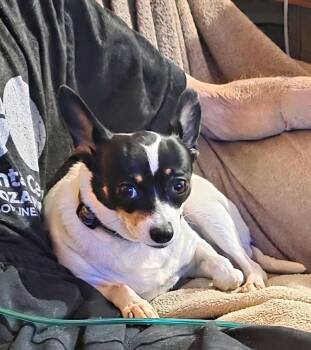 Rescue Chihuahua and Jack Russell Terrier Dogs for Adoption in Nixa, Missouri - Baby Girl | PetCurious