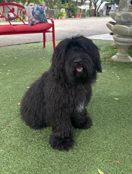 Gussie -  Cockapoo Dog for Adoption in Temecula, California - Gussie | PetCurious