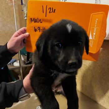 Yellow Labrador Retriever Dogs Available for Adoption - Domino | PetCurious