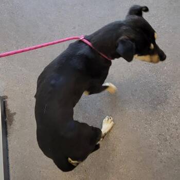 Mixed Breed Dogs Available for Adoption in Las Cruces, New Mexico - 106025 | PetCurious