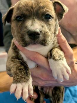 Boxer Dogs Available for Adoption in Herndon, Virginia - Bandit | PetCurious