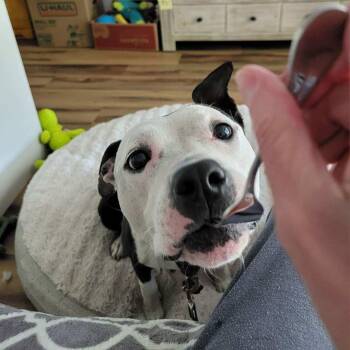 Kanga -  American Staffordshire Terrier Dog for Adoption in Detroit, Michigan - Kanga | PetCurious