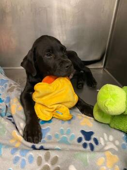 Echo -  Labrador Retriever Dog for Adoption in Tulsa, Oklahoma - Echo | PetCurious