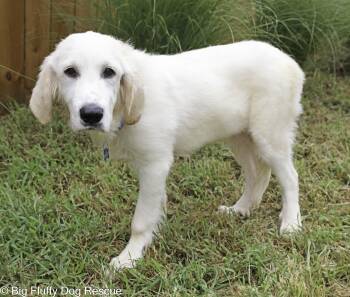 Triton -  Anatolian Shepherd Dog for Adoption in Nashville, Tennessee - Triton | PetCurious