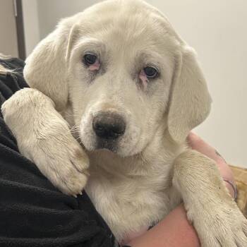 Great Pyrenees and Labrador Retriever Dogs Available for Adoption in Nashville, Tennessee - Pearl | PetCurious