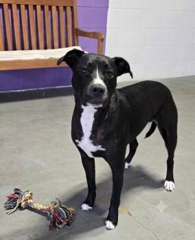 **MILLIE** -  Labrador Retriever Dog for Adoption in North Prairie, Wisconsin - **MILLIE** | PetCurious