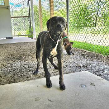 Bear -  Mixed Breed Dog for Adoption in Saint Marys, Pennsylvania - Bear | PetCurious