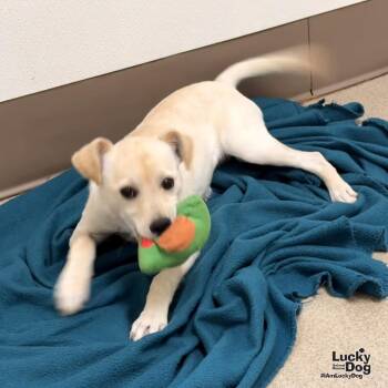 Marabella -  Labrador Retriever and Terrier Dog for Adoption in Washington, District Of Columbia - Marabella | PetCurious