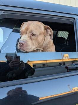 Terrier Dogs Available for Adoption - Pablo | PetCurious