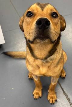 Labrador Retriever Dogs Available for Adoption in Evansville, Indiana - Ziggy | PetCurious