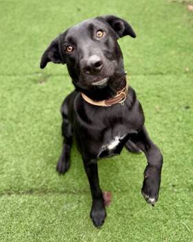 Black Labrador Retriever and Shepherd Dogs Available for Adoption - Archie | PetCurious