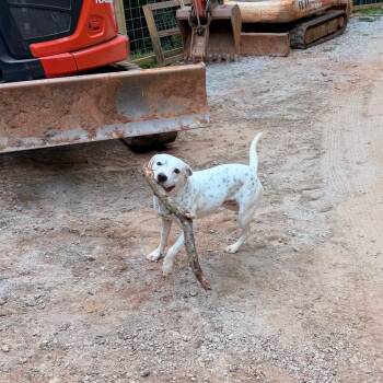 Scotti* -  American Bulldog and Pit Bull Terrier Dog for Adoption in Waynesville, North Carolina - Scotti* | PetCurious