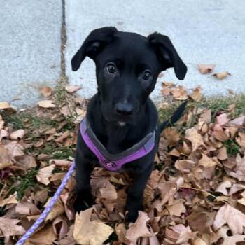Rescue Black Labrador Retriever and Mixed Breed Dogs for Adoption in Detroit, Michigan - Aurora | PetCurious