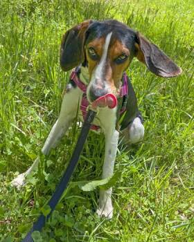 Treeing Walker Coonhound Dogs Available for Adoption in Marshall, North Carolina - Summer Peach | PetCurious