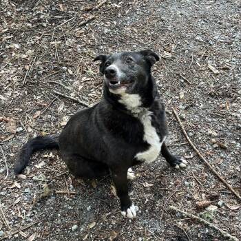 Penny -  Border Collie and German Shepherd Dog Dog for Adoption in San Francisco, California - Penny | PetCurious