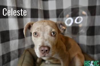 Terrier Dogs Available for Adoption in Fort Mill, South Carolina - Celeste | PetCurious