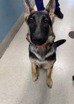 SEBASTIAN -  German Shepherd Dog Dog for Adoption in Holbrook, New York - SEBASTIAN | PetCurious