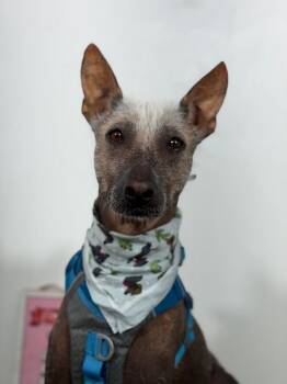 Zeke-One of our Amazing Rescue Dogs -  Xoloitzcuintli Mexican Hairless and Mixed Breed Dog for Adoption in Carlsbad, California - Zeke-One Of Our Amazing Rescue Dogs | PetCurious