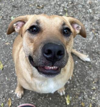 Rescue German Shepherd Dog and American Bully Dogs for Adoption in Sugar Grove, Illinois - Bri | PetCurious