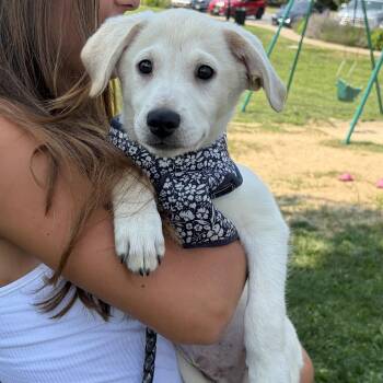 Casper -  American Eskimo Dog and Labrador Retriever Dog for Adoption in Oak Bluffs, Massachusetts - Casper | PetCurious
