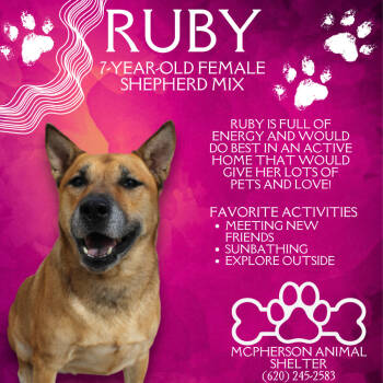 Rescue Shepherd Dogs for Adoption in Mcpherson, Kansas - Ruby | PetCurious