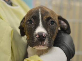 Nyx -  Pit Bull Terrier Dog for Adoption in Portland, Oregon - Nyx | PetCurious