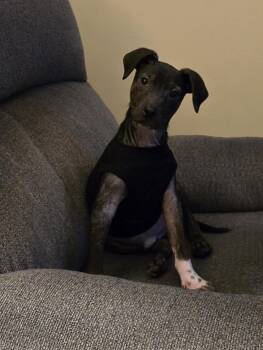 Mixed Breed Dogs Available for Adoption - Zipper | PetCurious