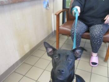 Labrador Retriever Dogs Available for Adoption in Ocala, Florida - A380118 | PetCurious