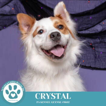 Rescue Great Pyrenees and Siberian Husky Dogs for Adoption in Kimberton, Pennsylvania - Crystal 101224 | PetCurious