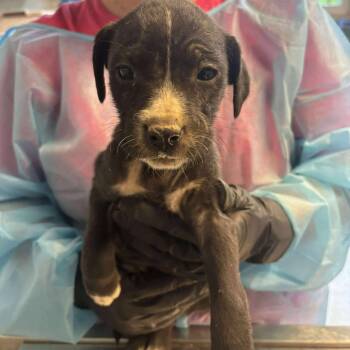 Rescue Mixed Breed Dogs for Adoption in Huntington, West Virginia - Zuul | PetCurious