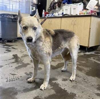 A885853 -  Husky and Mixed Breed Dog for Adoption in Camarillo, California - A885853 | PetCurious