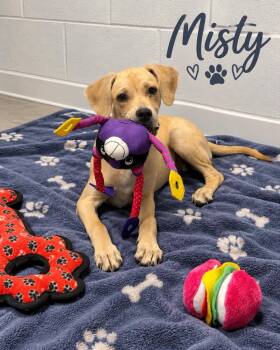 Misty -  Mixed Breed Dog for Adoption in Rock Hill, New York - Misty | PetCurious