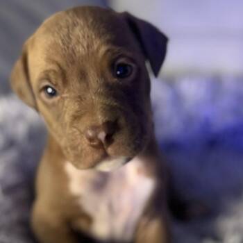 American Bully Dogs Available for Adoption - Palmer | PetCurious