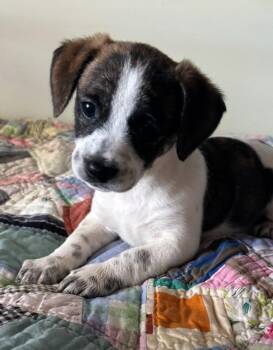 Dachshund and Black Mouth Cur Dogs Available for Adoption in West Palm Beach, Florida - Faith | PetCurious