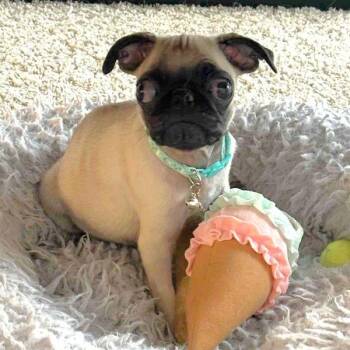 Rescue Pug Dogs for Adoption in Alvin, Texas - Joseph | PetCurious