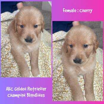 Cherry  -  Golden Retriever Dog for Sale in Houston, Texas - Cherry  | PetCurious