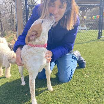 Australian Cattle Dog Blue Heeler Dogs Available for Adoption - Angel | PetCurious