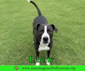 Labrador Retriever Dogs Available for Adoption in Pensacola, Florida - Liberty 3 | PetCurious